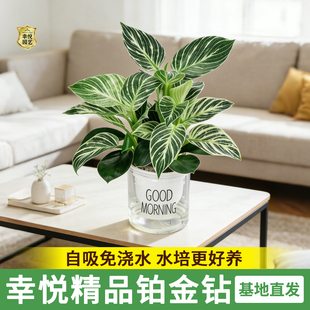 铂金钻水培植物大叶金钻绿公主盆栽绿箩植物室内去甲醛花卉绿植