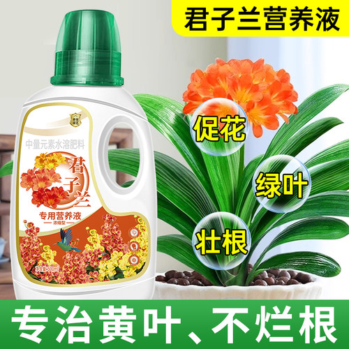 君子兰营养液肥料开花促箭专用肥