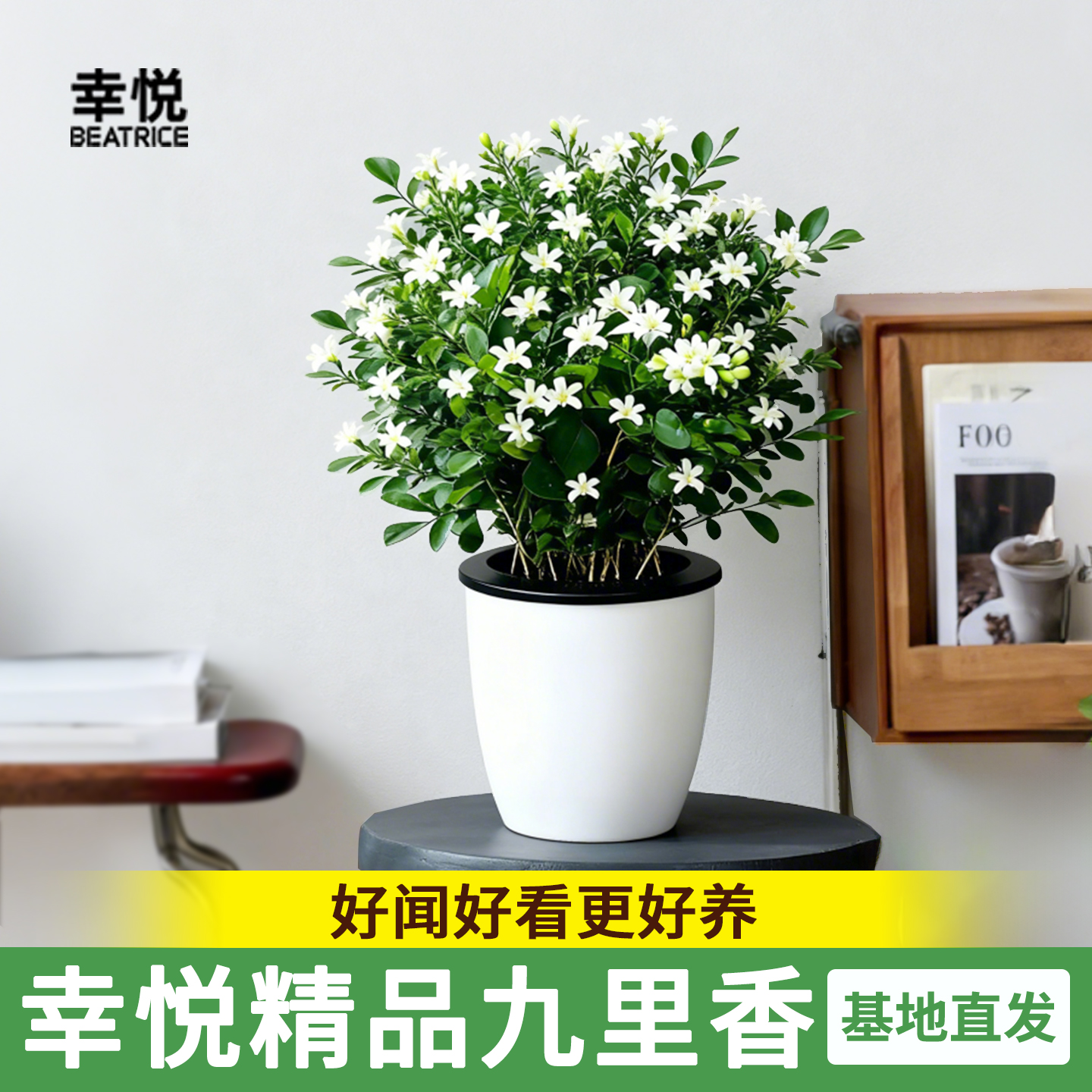 幸悦九里香盆栽四季开花水培植物