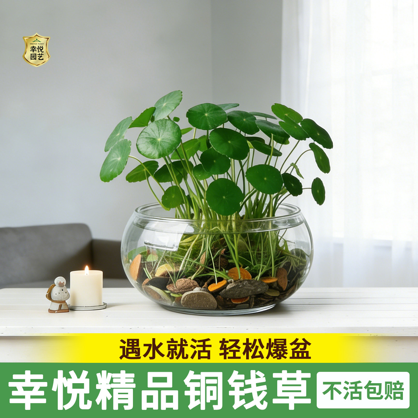 铜钱草水培植物鱼缸盆栽室内外水养大叶金钱草根芽好养易养活绿植,鲜花速递/花卉仿真/绿植园艺,绿植,淘宝优惠券,粉丝福利购,淘宝优惠卷