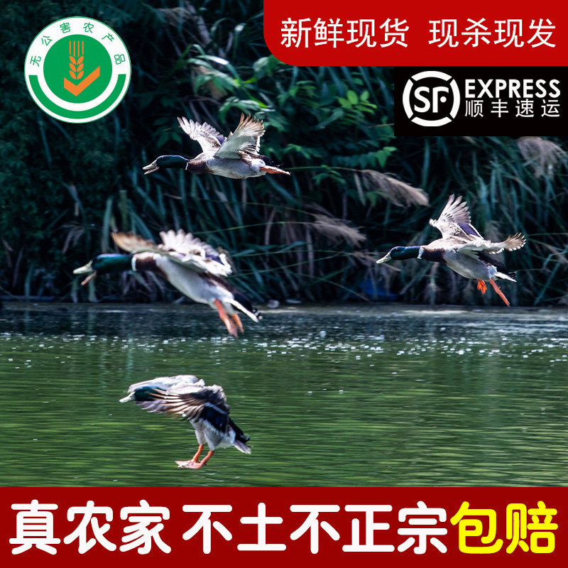 三年新款瑶塘中国大陆浙江省衢州市土鸭现杀飞鸭鸭货生冷冻 新鲜在类目 水产肉类/新鲜蔬果/熟食, 生肉/肉制品, 鸭肉类, 鸭肉中 - 来自Buy2taobao.com提供专业的淘宝代购服务