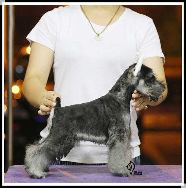 【苏州品尚犬舍】椒盐色赛级迷你雪纳瑞母犬 立耳 cku