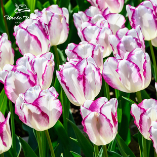 5度球种球花卉地栽花卉植物耐寒 旷谷幽兰 种花王大爷 郁金香
