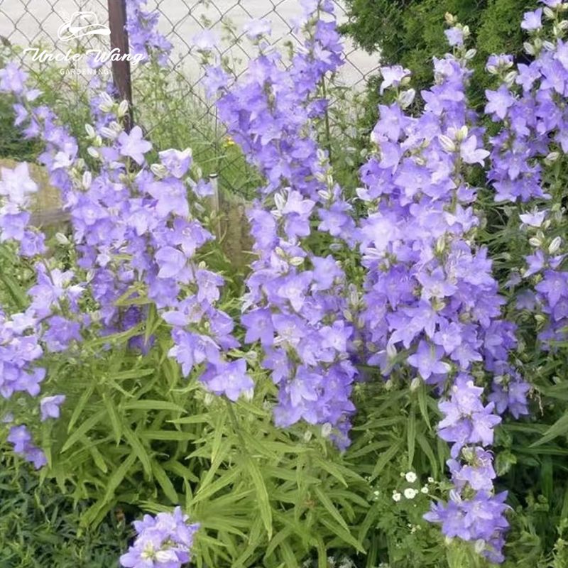 种花王大爷桃叶风铃草花卉