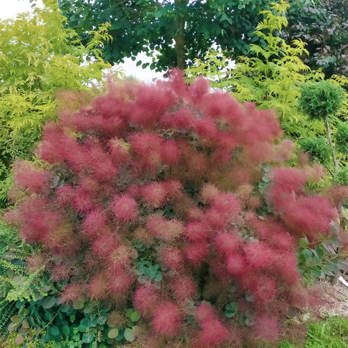 种花王大爷烟树盆栽耐寒观叶
