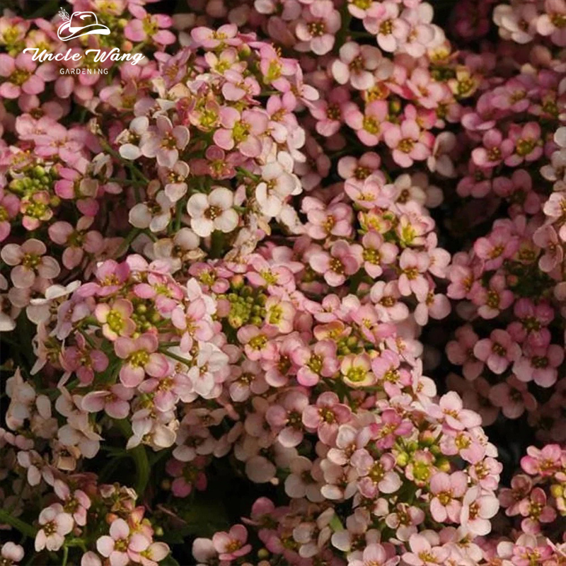 种花王大爷香雪球阳台春季