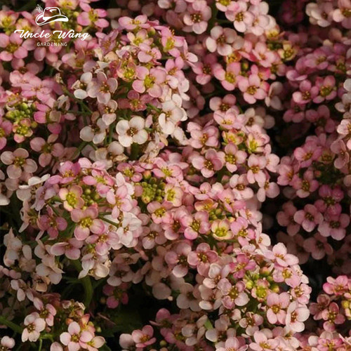 种花王大爷香雪球阳台春季