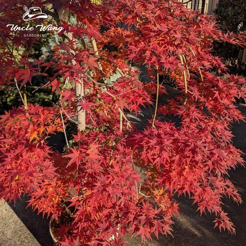 种花王大爷枫树盆栽苗红枫庭院树彩叶日式花园阳台植物日本枫