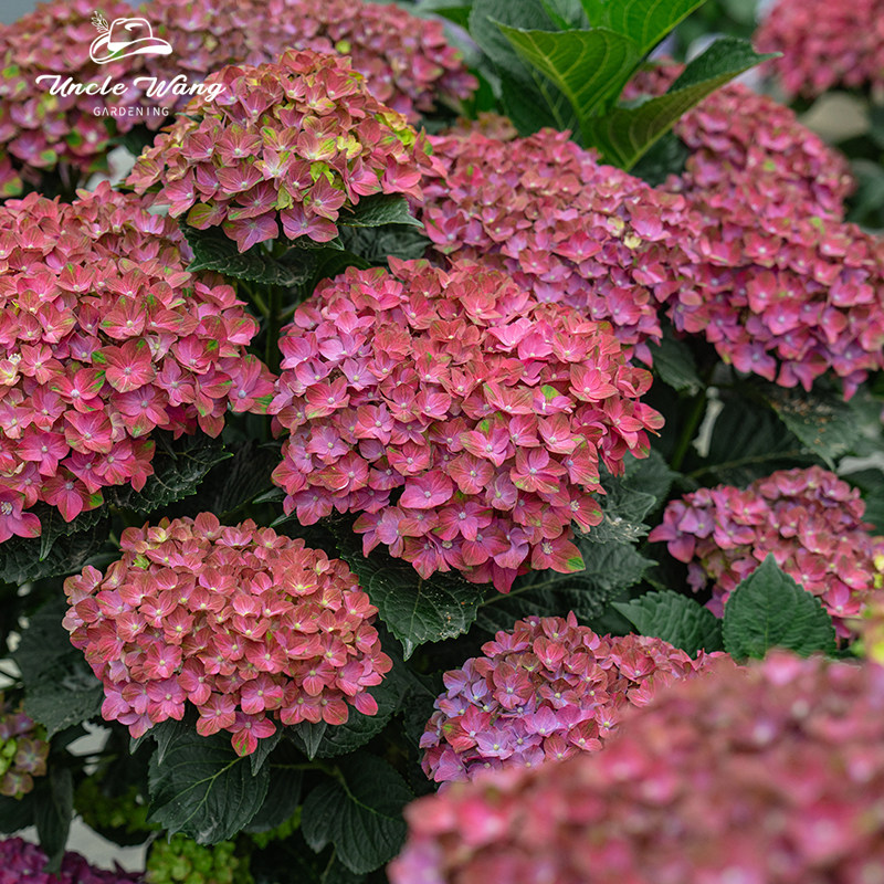 种花王大爷 大花绣球花苗盆栽花卉耐寒室外阳台庭院,鲜花速递/花卉仿真/绿植园艺,绣球/木绣球/木本植物,淘宝优惠券,粉丝福利购,淘宝优惠卷