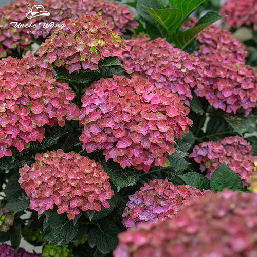 种花王大爷 大花绣球花苗盆栽花卉耐寒室外阳台庭院