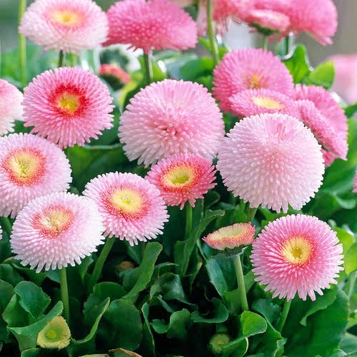 种花王大爷140#雏菊花卉