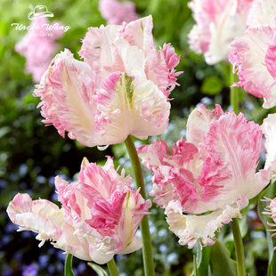 种花王大爷 10球郁金香5度球合集2种球花卉地栽花卉室内植物耐寒