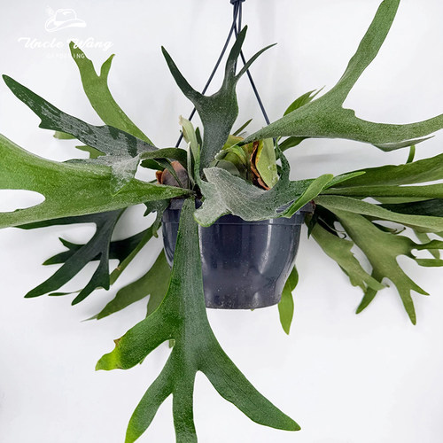种花王大爷 二岐鹿角蕨绿植蕨类植物客厅室内观叶绿植常绿