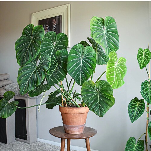 明脉蔓绿绒室内观叶植物