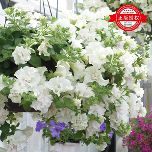 种花王大爷 矮牵牛花苗阳台盆栽庭院花园耐寒多季