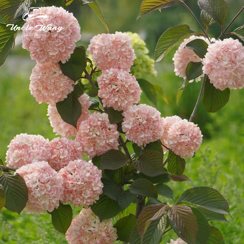 种花王大爷 粉色荚蒾玫瑰达人棒棒糖多年生盆栽庭院花园耐寒植物,鲜花速递/花卉仿真/绿植园艺,时令草本花卉,淘宝优惠券,粉丝福利购,淘宝优惠卷