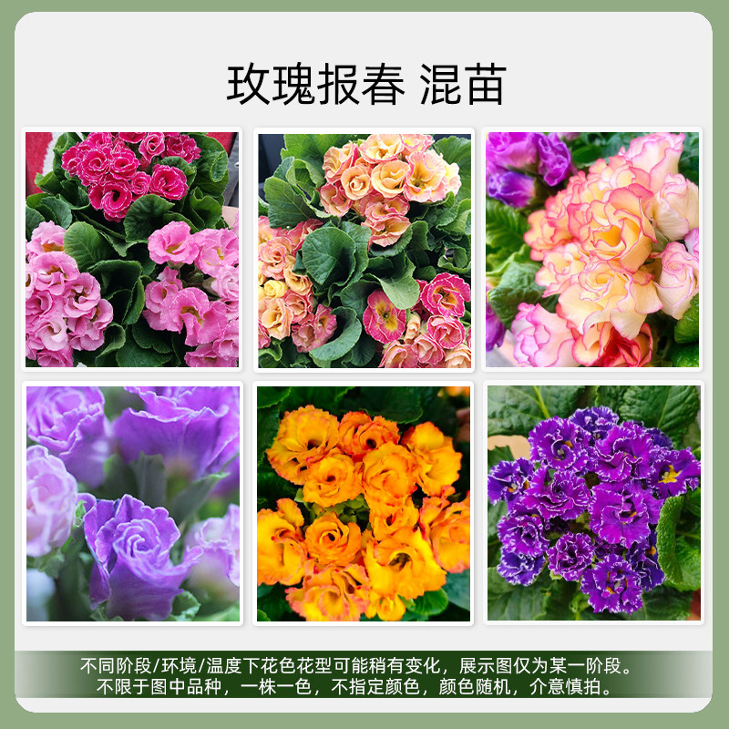 种花王大爷 玫瑰报春阳台花园庭院草本花卉盆栽,鲜花速递/花卉仿真/绿植园艺,时令草本花卉,淘宝优惠券,粉丝福利购,淘宝优惠卷
