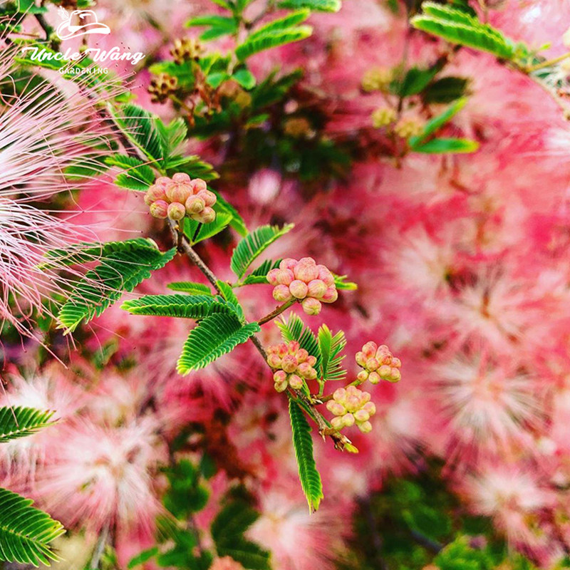 种花王大爷 矮化香水合欢树苗盆栽阳台庭院花卉植物花卉盆栽花苗