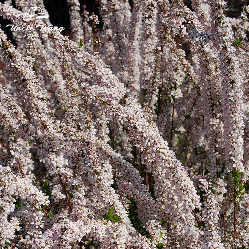 种花王大爷 粉色喷雪花土球花苗雪柳多年生庭院花灌木绿植物花苗