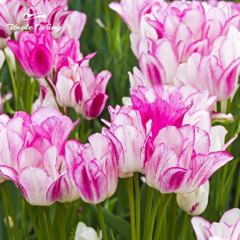 种花王大爷 郁金香【糖果俱乐部】5度球种球花卉地栽花卉植物耐寒