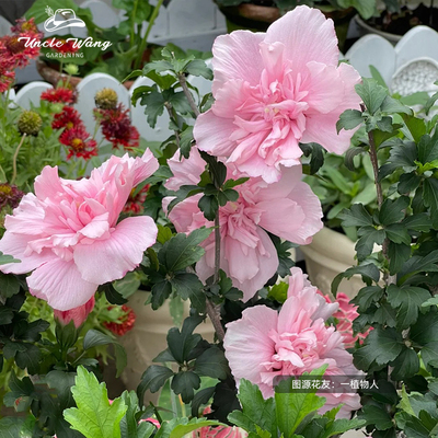 种花王大爷木槿盆栽耐热易养
