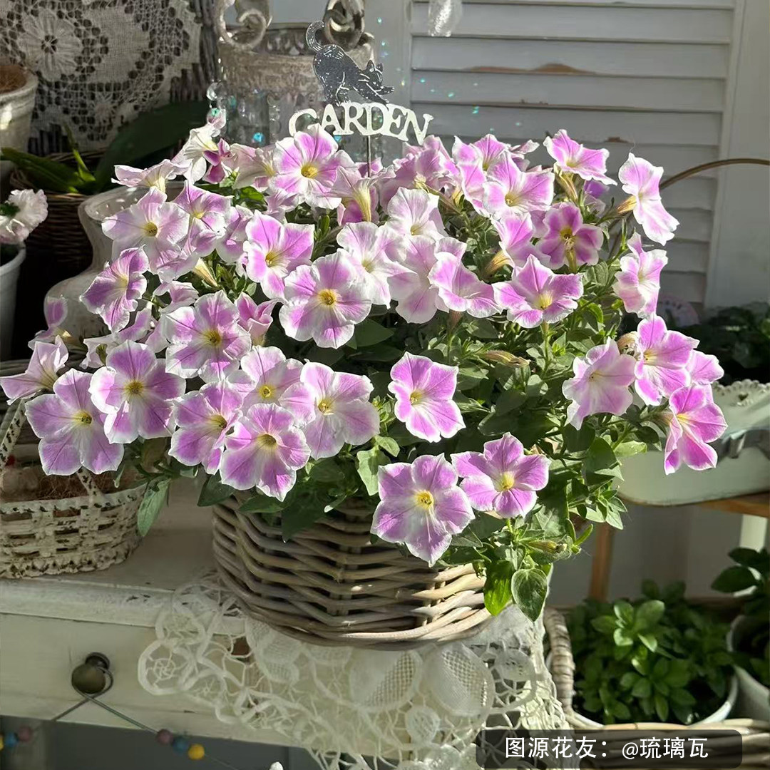 种花王大爷矮牵牛160#组合装阳台楼顶垂吊庭院盆栽易爆花花卉植物