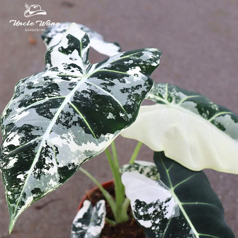 种花王大爷  绿天鹅锦海芋绿植盆栽多年生北欧ins风观叶