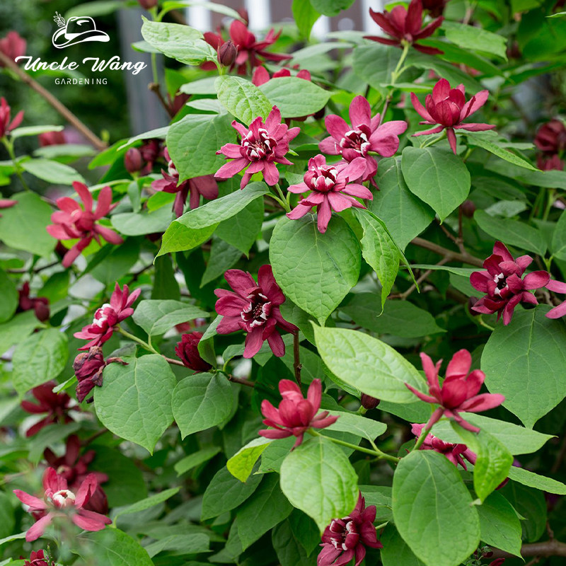 种花王大爷 美国夏腊梅盆栽庭院花灌木小乔木花期长,鲜花速递/花卉仿真/绿植园艺,绿植,淘宝优惠券,粉丝福利购,淘宝优惠卷
