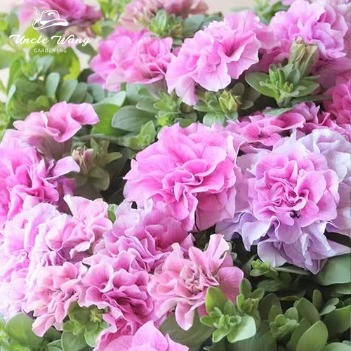 种花王大爷 矮牵牛花苗阳台盆栽庭院花园耐寒多季开花爆盆 - 封面