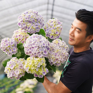 种绣球花价格 种绣球花图片 星期三