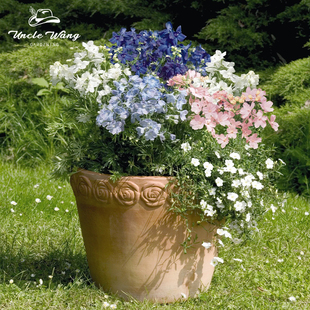 种花王大爷 小花飞燕草盆栽线性植物庭院花卉阳台好养易种