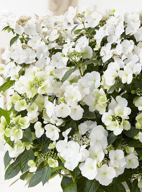 种花王大爷仙女新娘绣球花卉盆栽苗多季开花阳台庭院白色逃跑新娘