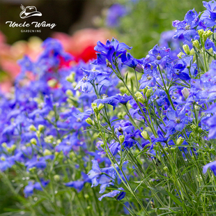 种花王大爷 大花飞燕草盆栽线性植物庭院花卉阳台室外耐寒花境