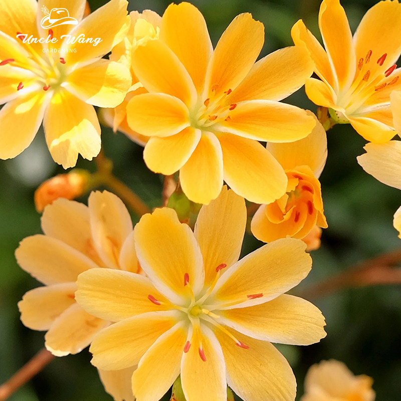 种花王大爷 露薇花花卉盆栽植物花量大冬日耐寒庭院阳台花卉,鲜花速递/花卉仿真/绿植园艺,时令草本花卉,淘宝优惠券,粉丝福利购,淘宝优惠卷