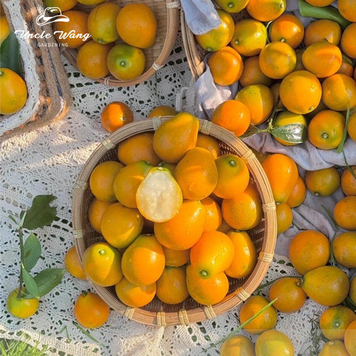 种花王大爷 脆蜜金桔橘盆栽苗多年生金桔庭院种植果树盆栽苗