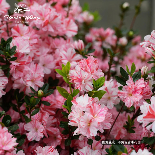 种花王大爷 杜鹃160#盆栽植物庭院好养木本花卉