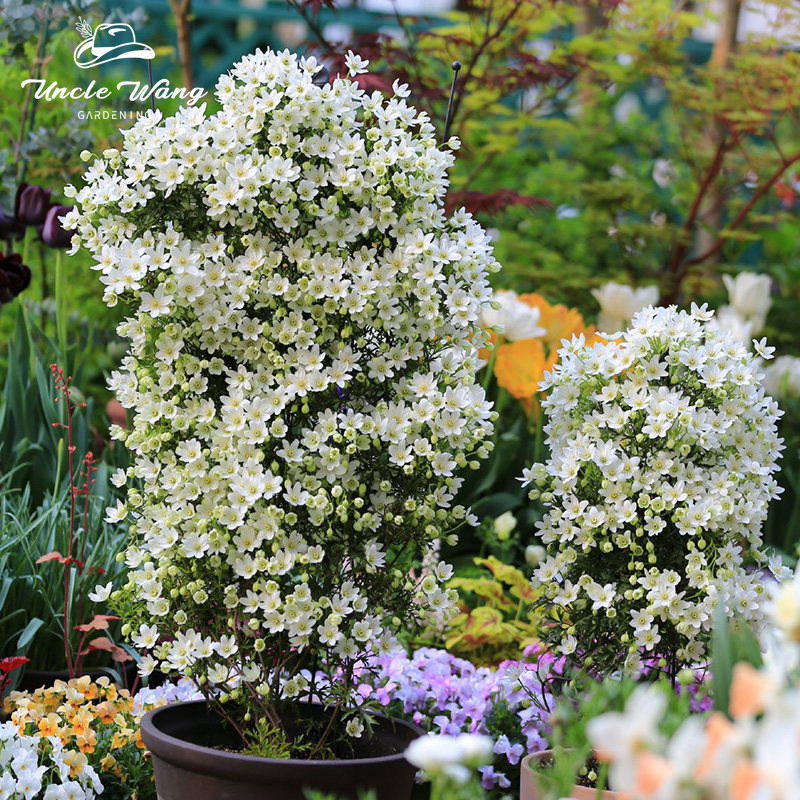 种花王大爷 铁线莲银币盆栽苗藤本花卉爬藤植物庭院花卉