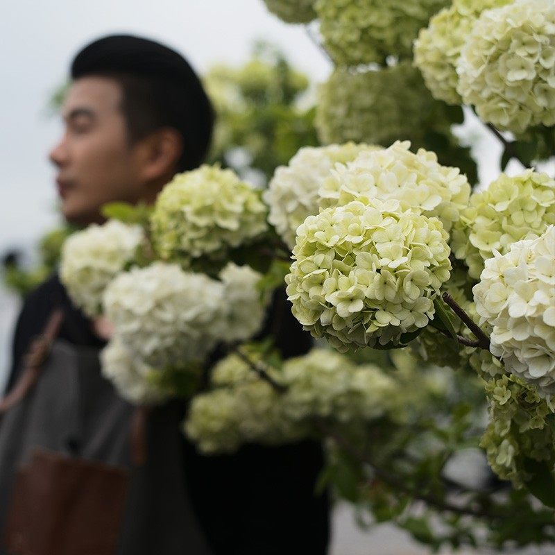 种花王大爷 中华木绣球棒棒糖土球苗室外栽培花卉庭院开花,鲜花速递/花卉仿真/绿植园艺,绣球/木绣球/木本植物,淘宝优惠券,粉丝福利购,淘宝优惠卷