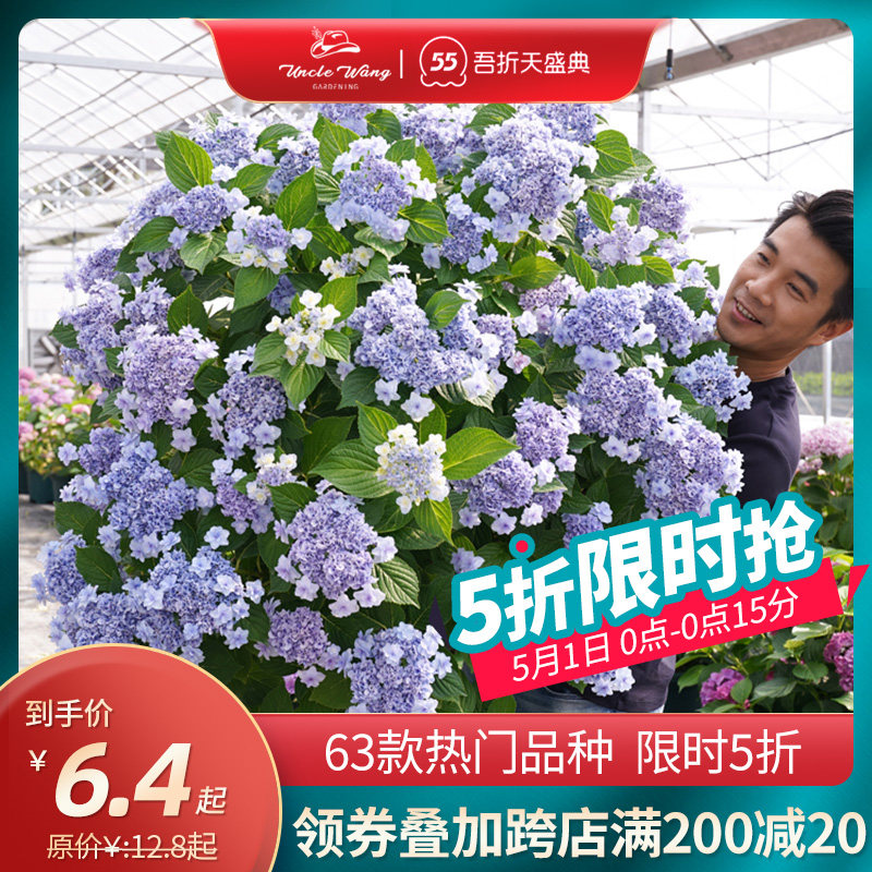 绣球花苗价格 绣球花苗图片 星期三