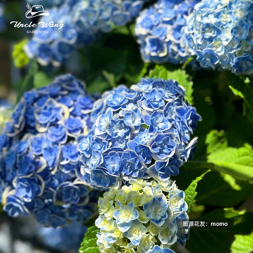 种花王大爷大花绣球花苗