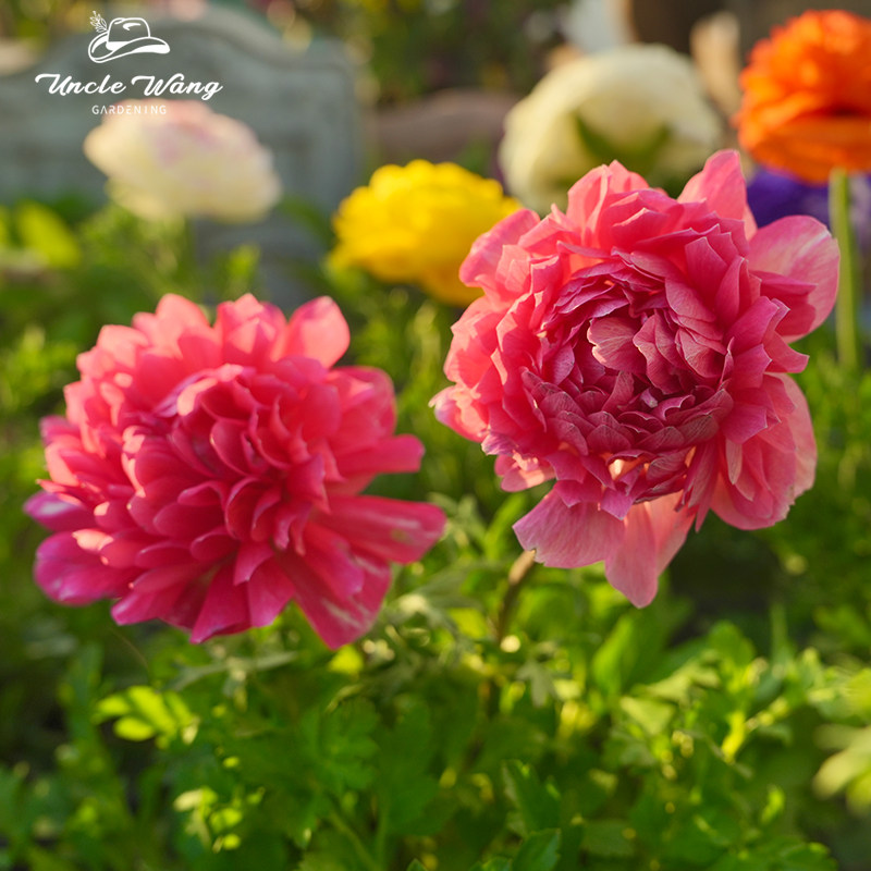 种花王大爷 银莲花盆栽阳台庭院花园花境种植室内多年生好养易活,鲜花速递/花卉仿真/绿植园艺,时令草本花卉,淘宝优惠券,粉丝福利购,淘宝优惠卷