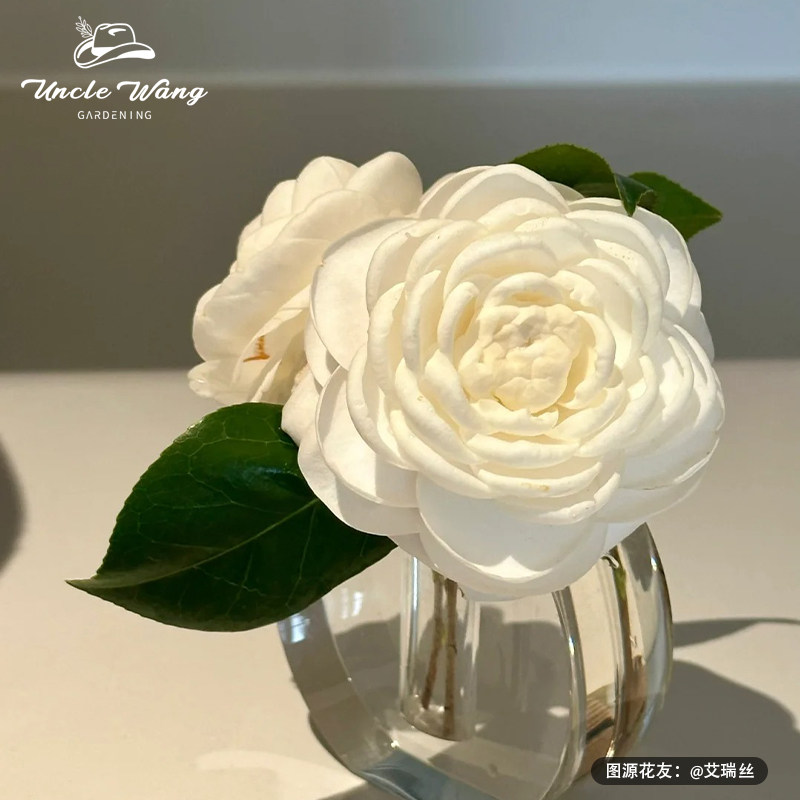 种花王大爷 茶花盆栽植物木本花卉浓香型庭院室内四季好养山茶花