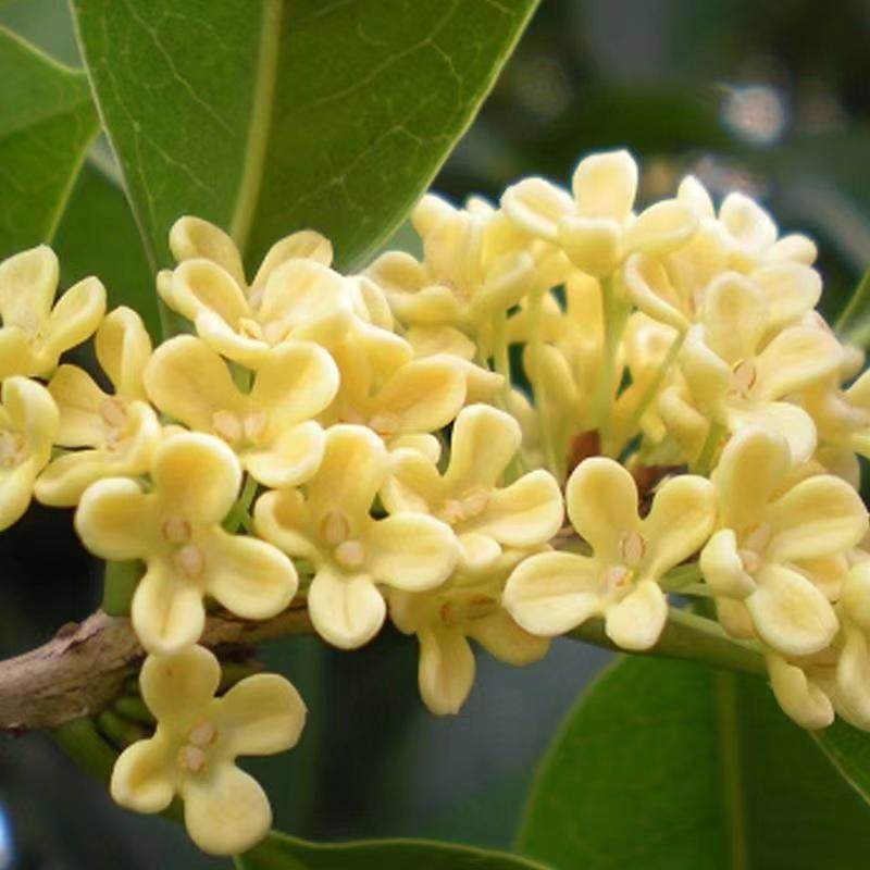 种花王大爷 四季桂花盆栽室内客厅卧室花盆栽花卉庭院趣味,鲜花速递/花卉仿真/绿植园艺,绿植,淘宝优惠券,粉丝福利购,淘宝优惠卷