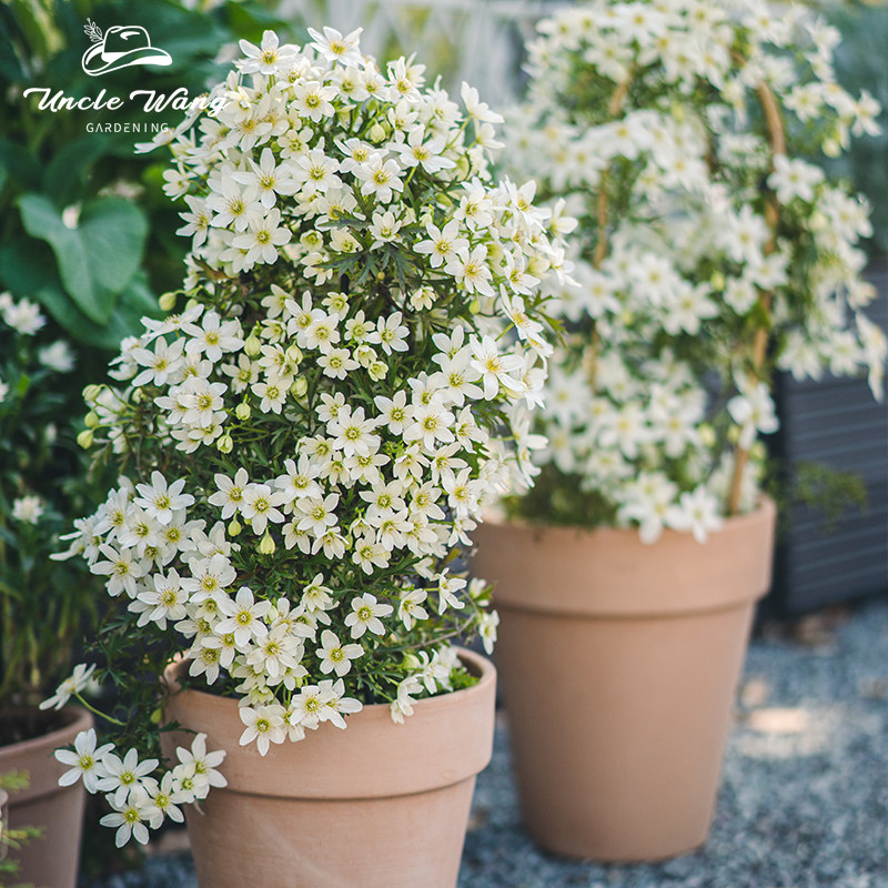 种花王大爷 铁线莲银币盆栽苗藤本花卉爬藤植物庭院花卉