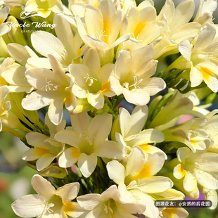 种花王大爷 原生小苍兰花卉盆栽多年生好养活室内绿植家养