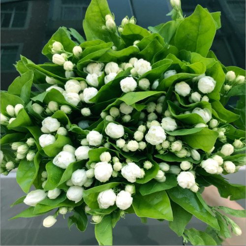 茉莉花鲜花花束云南昆明基地直发家用水养速递同城生日礼物母亲节