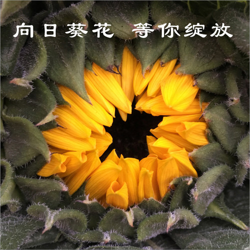 向日葵鲜花教师节妇女节