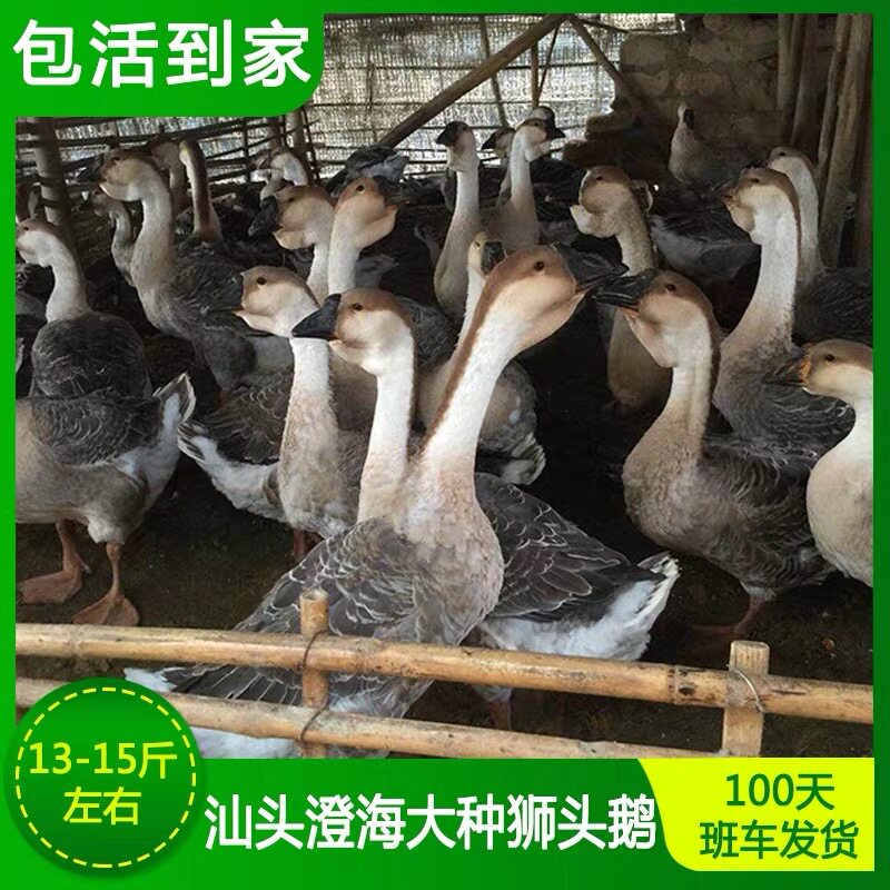 大种狮头鹅100天年轻鹅班车发货。包活到家