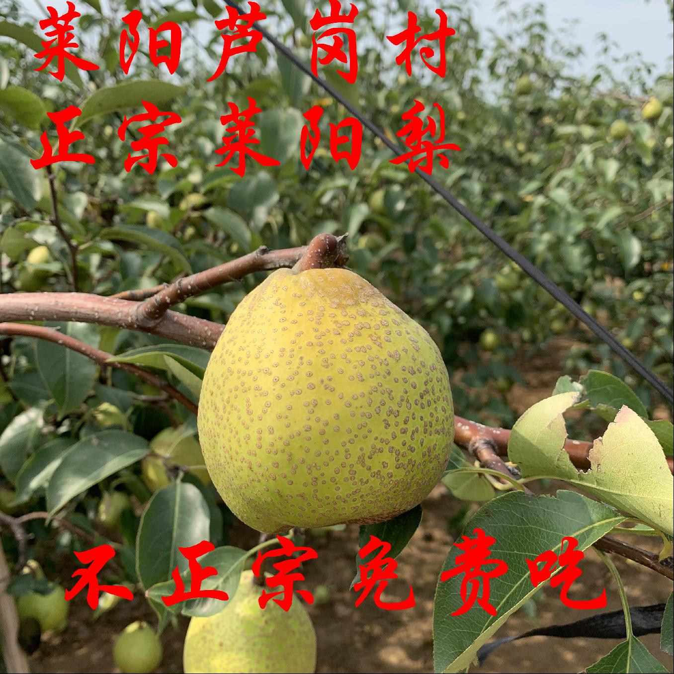 正宗莱阳梨 山东莱阳特产莱阳梨新鲜水果脆甜带箱5斤