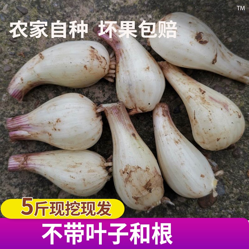 新鲜藠头荞头教头当应季时令蔬菜农家茭头米茭叫头子整箱5斤包邮